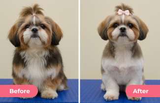 Complete Bath & Hair Styling