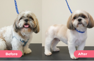 Haircut for Pets