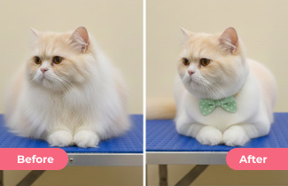 Complete Bath & Hair Styling