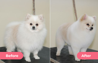 Complete Bath & Hair Styling