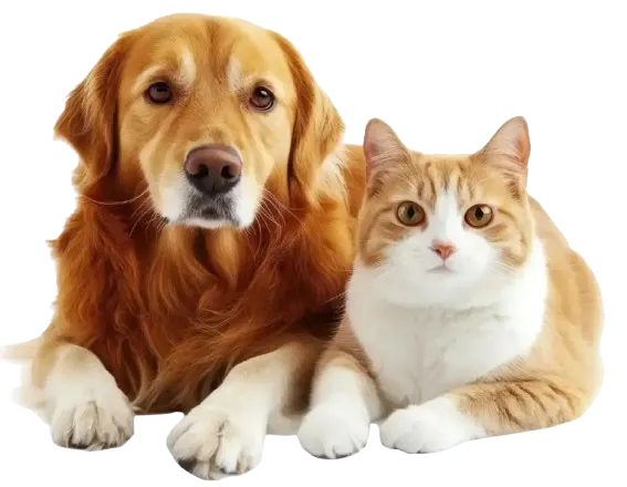 Dog and cat