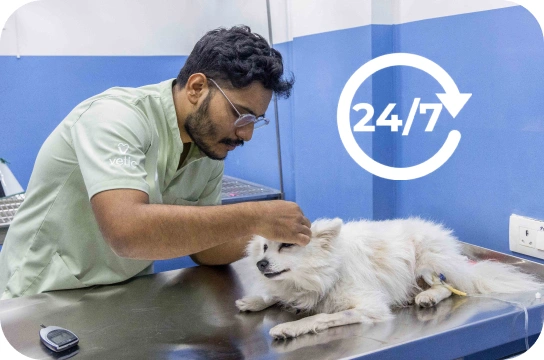 Emergency care for cats & dogs